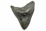Fossil Megalodon Tooth - South Carolina #275816-1